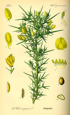 Furze