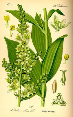 Elabro