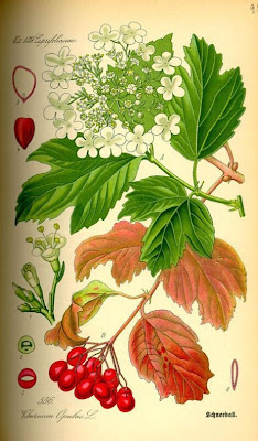 European cranberrybush European cranberrybush