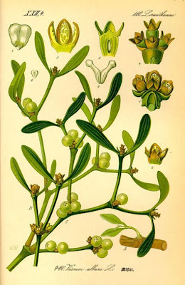 European mistletoe European mistletoe