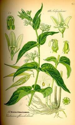 Vincetoxicum hirundinaria Medicus