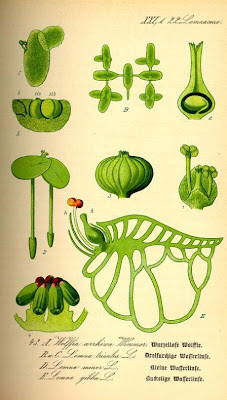 Wolffia arrhiza,
Rootless Duckweed,
spotless watermeal,
Wolffia