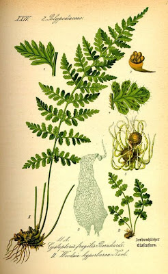 Felcetta alpina