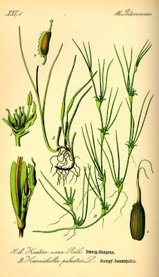 Zannichellia palustris,
horned pondweed,
horned poolmat,
horned-pondweed,
Teichfaden,
Zannichellia,
Zannichellie des marais