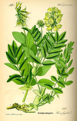 Astragalus frigidus,
Astragalo bianco,
Pallid Milk Vetch Astragalus frigidus,
Astragalo bianco,
Pallid Milk Vetch