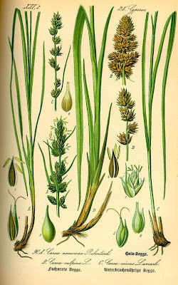 Carex otrubae Podp.