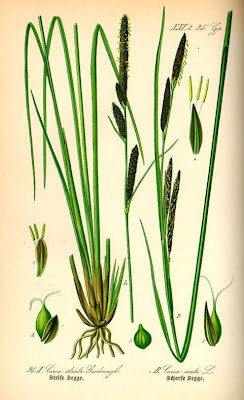 Carex elata All.