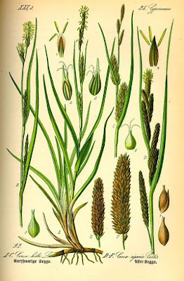Carex hirta L.