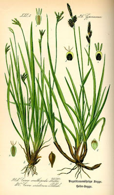 Carex ornithopoda Willd.
