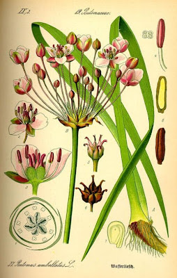 Butomus umbellatus,
butôme en ombelle,
flowering rush,
flowering-rush,
Giunco fiorito,
grassy-rush,
junco florido,
junco-florido,
Schwanenblume,
water-gladiolus Butomus umbellatus,
butôme en ombelle,
flowering rush,
flowering-rush,
Giunco fiorito,
grassy-rush,
junco florido,
junco-florido,
Schwanenblume,
water-gladiolus