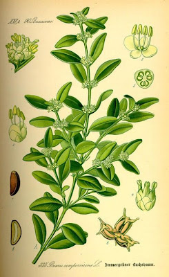 Buxus sempervirens,
Bosso comune,
Bossolo,
boxtree,
boxwood,
boxwood tree,
buxinho,
buxo,
Caucasian boxwood,
common box,
common boxwood,
English Boxwood,
European box,
French boxwood,
Persian boxwood,
Turkish boxwood Buxus sempervirens,
Bosso comune,
Bossolo,
boxtree,
boxwood,
boxwood tree,
buxinho,
buxo,
Caucasian boxwood,
common box,
common boxwood,
English Boxwood,
European box,
French boxwood,
Persian boxwood,
Turkish boxwood