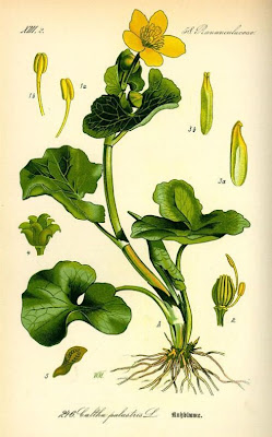 Caltha palustris,
Calta palustre,
cowflock,
cowslip,
kingcup,
marsh-marigold,
meadow-bright,
Water Cowslip,
yellow marsh marigold,
yellow marsh-marigold,
yellow marshmarigold Caltha palustris,
Calta palustre,
cowflock,
cowslip,
kingcup,
marsh-marigold,
meadow-bright,
Water Cowslip,
yellow marsh marigold,
yellow marsh-marigold,
yellow marshmarigold