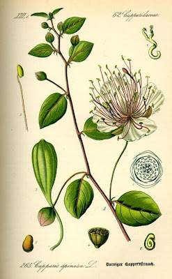 Caper Plant Caper Plant
