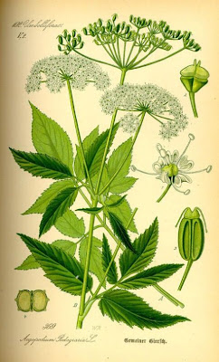 Aegopodium podagraria,
aegopodio,
ashweed,
bishop's goutweed,
bishop's-weed,
Giersch,
Girardina silvestre,
goutweed,
Ground Elder,
ground-elder,
herb-Gerard,
égopode podagraire Aegopodium podagraria,
aegopodio,
ashweed,
bishop's goutweed,
bishop's-weed,
Giersch,
Girardina silvestre,
goutweed,
Ground Elder,
ground-elder,
herb-Gerard,
égopode podagraire
