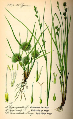 Carex bohemica Schreber