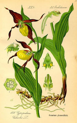 Yellow Lady's Slipper