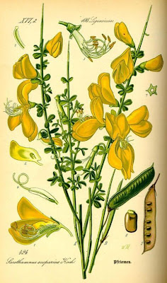 Ginestra dei carbonai