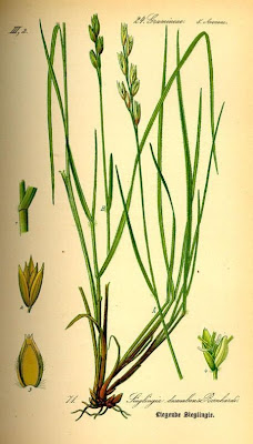 Danthonia decumbens,
common heathgrass,
Danthonia minore,
heath grass,
heather grass,
mountain heath grass