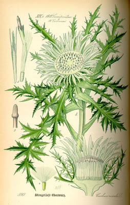 Carlina bianca Carlina bianca