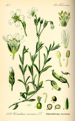 Field mouse-ear