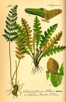 Ceterach officinarum DC.
