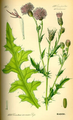 Acker-Distel
