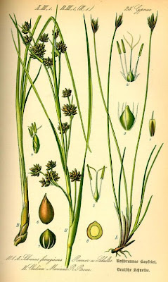 Cladium mariscus (L.) Pohl