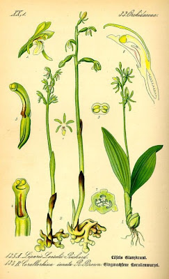 Coralloriza Coralloriza