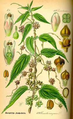 Cuscuta europea Cuscuta europea