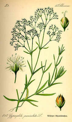 Baby's-breath
