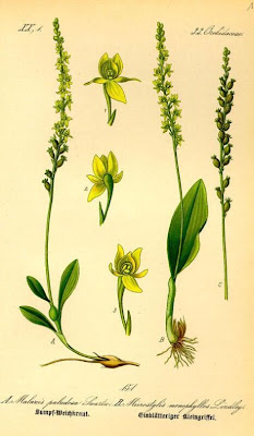 Bog Orchid Bog Orchid