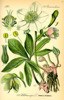 Helleborus niger L.