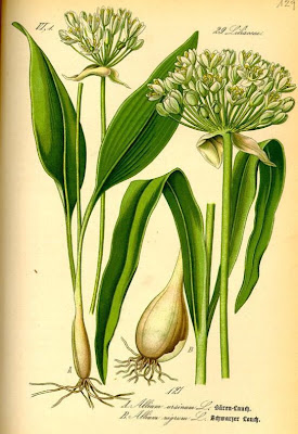 Gypsy onion