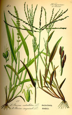 Hairy crab grass