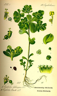 Leafy spurge Leafy spurge