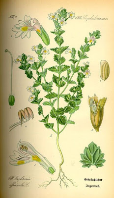 Large Flowered Sticky Eyebright Large Flowered Sticky Eyebright