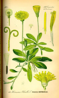 Mouse-ear hawkweed Mouse-ear hawkweed