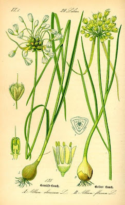 Aglio selvatico Aglio selvatico