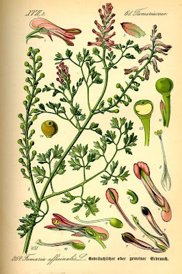Common fumitory Common fumitory