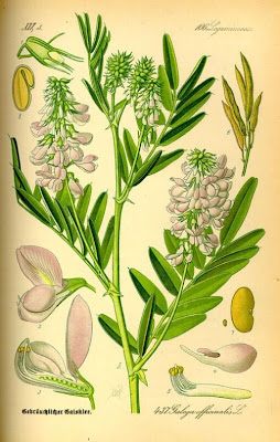 Galega officinalis,
Avanese,
Capraggine,
galega,
goat's rue,
goat's-rue,
goatsrue,
professor-weed,
professorweed
