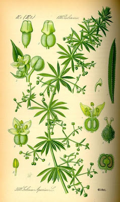 Goose-grass