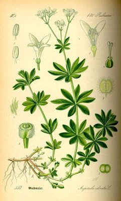 Woodruff Woodruff