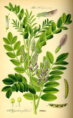 Alcaçuz Alcaçuz