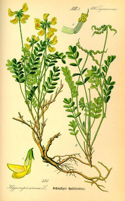 Horseshoe-vetch