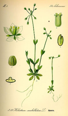 Estrelada