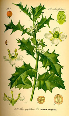 Ilex aquifolium,
Agrifoglio,
English holly