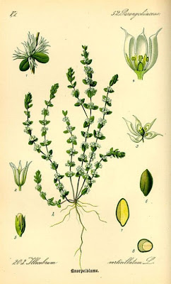 Illecebrum verticillatum,
coral necklace,
Corrigiola verticillata