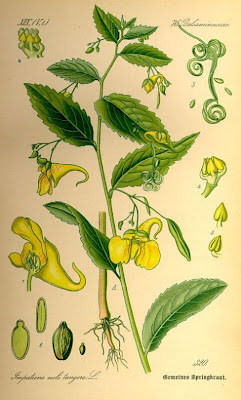 Balsam Balsam