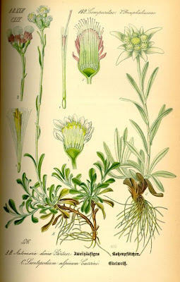 Edelwei�