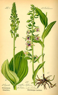 Common Twayblade Common Twayblade